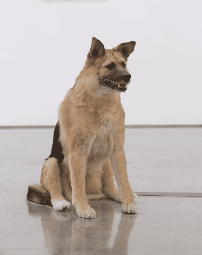 Piero Golia, The Dog and the Drop, 2013. Animatronic dog , solenoids and sync device. Artwork © Piero Golia. Photo David Regen. Courtesy the artist and Gagosian